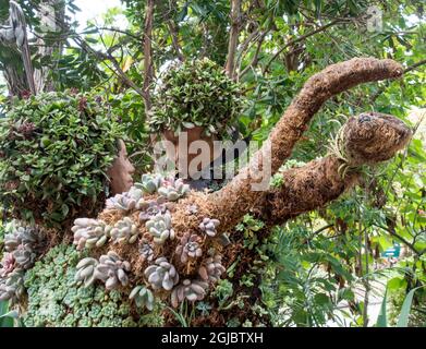 USA, Kalifornien, San Diego. Mariachi Topiary im San Diego Botanical Garden, ehemals Quail Botanical Garden. Stockfoto