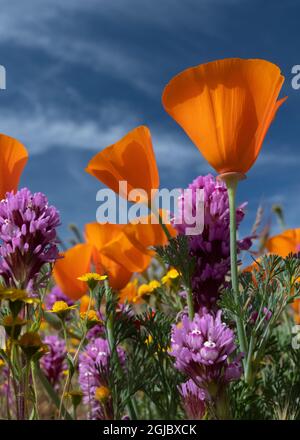 USA, Kalifornien. California Poppy, Goldfields, Owl's Clover Against the Sky, Antelope Valley, California Poppy Reserve. Stockfoto