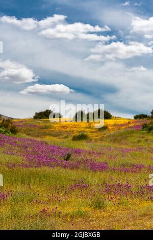 USA, Kalifornien. Eulenklee und Goldfelder mit Wolken, Carrizo Plains National Monument. Stockfoto