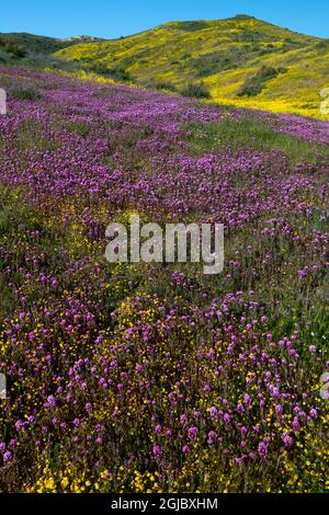 USA, Kalifornien. Eulenklee und Goldfelder mit Wolken, Carrizo Plains National Monument. Stockfoto