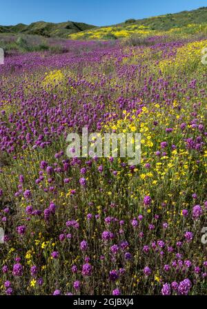 USA, Kalifornien. Owl's Clover und Common Hillside Daisy, Carrizo Plains National Monument. Stockfoto