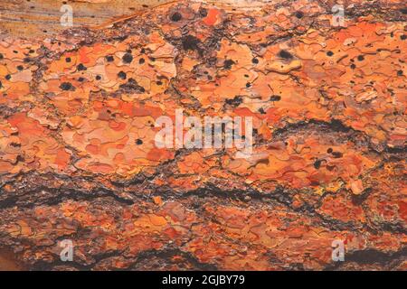 Rinde einer gefallenen Ponderosa-Kiefer, die am Butte Lake im Lassen-Vulkanpark im Norden Kaliforniens gefunden wurde. Stockfoto