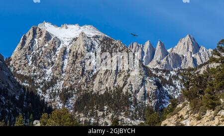 USA, Kalifornien. Blick auf Mt. Whitney und ein hoch aufragende California Condor am Osthang der Sierra Nevada. Stockfoto