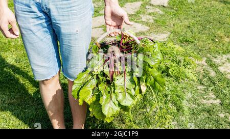 Ein Typ in Denim-Shorts hält einen Korb mit frischem Bio-Gemüse aus seinem Garten. Gartenarbeit. Sommer sonnigen Tag Hintergrund. Speicherplatz kopieren Stockfoto