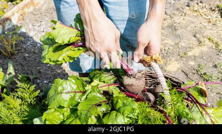 Ein Mann erntet in einem Korb aus seinem Garten Rüben. Gartenkonzept. Anbau von frischem, gesundem Bio-Gemüse. Sommer sonnigen Tag Hintergrund Stockfoto