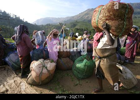 Erntepflücker Felder Pflanzen Arbeiter Arbeit Landwirtschaft Teeplantage Sacksäcke Munnar Foto: Soren Andersson / TT / kod 4573 Stockfoto