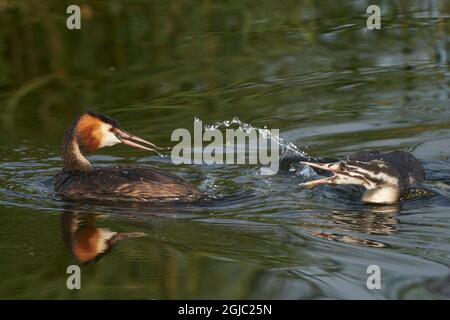 Interaktion zwischen dem Elternteil des Großkrebsen (Podiceps cristatus) und dem Nachwuchs, wenn der Erwachsene kürzlich gefangenen Fisch an der Hamamauer in Somerset isst Stockfoto