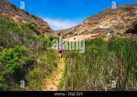 Wanderer im Lobo Canyon, Santa Rosa Island, Channel Islands National Park, Kalifornien, USA. Stockfoto