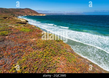 Farbenfrohe Bodenabdeckung am Skunk Point, Santa Rosa Island, Channel Islands National Park, Kalifornien, USA. Stockfoto