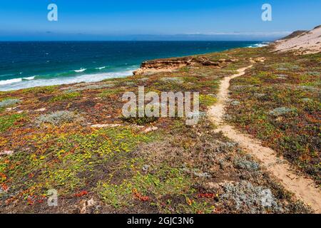 Skunk Point Trail, Santa Rosa Island, Channel Islands National Park, Kalifornien, USA. Stockfoto