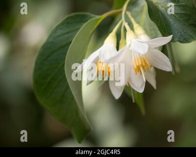 Snowdrop Bush, eine Pflanze aus Kalifornien, die im Frühjahr blüht. Stockfoto