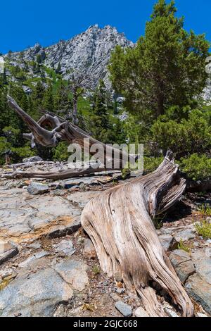 Eine alte gefallene Kiefer entlang des Eagle Lake Trail, Lake Tahoe, Kalifornien. Stockfoto