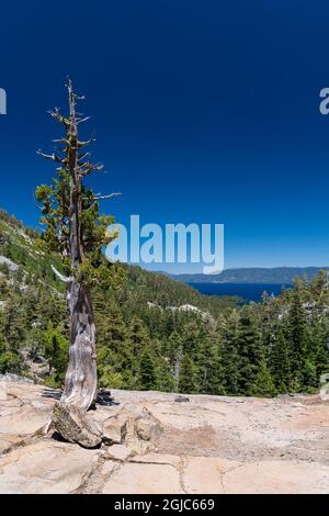 Old Sugar Pine in einem Felsvorsprung mit Blick auf die Emerald Bay am Eagle Lake Trail, Lake Tahoe, Kalifornien. Stockfoto