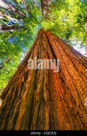 Grüner, hoch aufragender Baum, Redwoods National Park, Newton B Drury Drive, Crescent City, Kalifornien. Die höchsten Bäume der Welt, Tausende von Jahren alt. Stockfoto