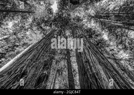 Grüner, hoch aufragender Baum, Redwoods National Park, Newton B Drury Drive, Crescent City, Kalifornien. Die höchsten Bäume der Welt, Tausende von Jahren alt. Stockfoto