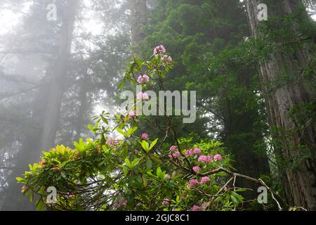 Küstennebel und hoch aufragende Bäume, rosa Rhododendron, Lady Bird Johnson Grove, Redwoods National Park, Kalifornien. Die höchsten Bäume der Welt, Tausende Stockfoto