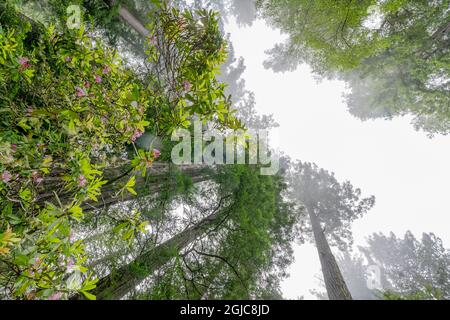 Küstennebel und hoch aufragende Bäume, rosa Rhododendron, Lady Bird Johnson Grove, Redwoods National Park, Kalifornien. Die höchsten Bäume der Welt, Tausende Stockfoto