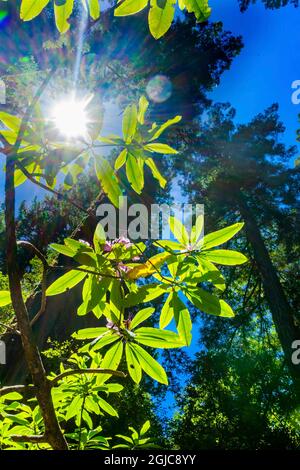 Die Sonne scheint durch einen hoch aufragenden Baum, Redwoods Pink Rhododendron National Park, Newton B Drury Drive, Crescent City, Kalifornien. Höchste Bäume im Wor Stockfoto