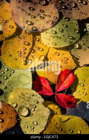 Regentropfen auf Herbstblatt-Espenmuster, Uncompahgre National Forest, Colorado Stockfoto