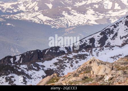 USA, Colorado, Mt. Evans. Rocky Mountain Dickhornschafe Schafe und Lamm ruhen. Kredit als: Cathy & Gordon Illg / Jaynes Gallery / DanitaDelimont.com Stockfoto