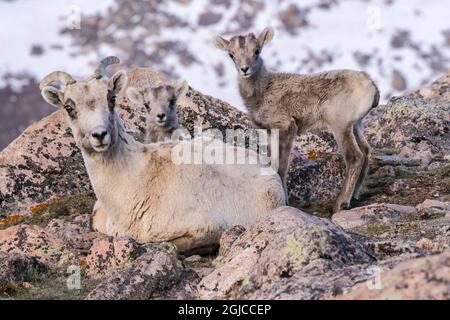 USA, Colorado, Mt. Evans. Rocky Mountain Dickhornschafe Schafe und Lamm ruhen. Kredit als: Cathy & Gordon Illg / Jaynes Gallery / DanitaDelimont.com Stockfoto