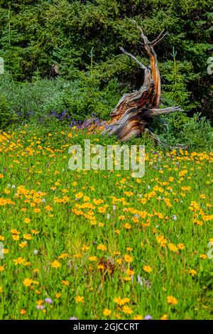 USA, Colorado, Shrine Pass, Vail. Blühende Landschaft im Sommer. Kredit als: Fred Lord / Jaynes Gallery / DanitaDelimont.com Stockfoto