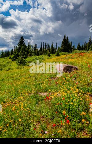 USA, Colorado, Shrine Pass, Vail. Blühende Landschaft im Sommer. Kredit als: Fred Lord / Jaynes Gallery / DanitaDelimont.com Stockfoto