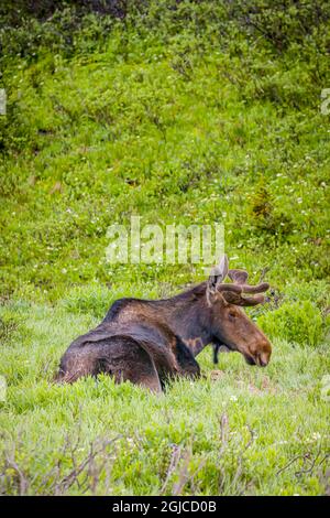 USA, Colorado, Cameron Pass. Bullen Elch ruht. Credit as Fred Lord / Jaynes Gallery / DanitaDelimont.com Stockfoto