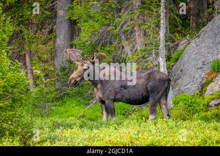 USA, Colorado, Cameron Pass. Bullenelch auf der Wiese. Credit as Fred Lord / Jaynes Gallery / DanitaDelimont.com Stockfoto