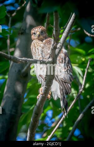 USA, Colorado, Fort Collins. Der Falke der weiblichen Cooper, der im Baum noch junge Jahre ist. Credit as Fred Lord / Jaynes Gallery / DanitaDelimont.com Stockfoto
