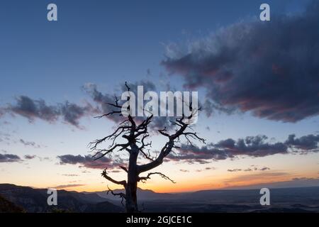 USA, Colorado, Mesa Verde National Park, Sonnenuntergang Himmel Silhouetten ein toter Haken; Blick nordwestlich von Montezuma Valley übersehen. Stockfoto