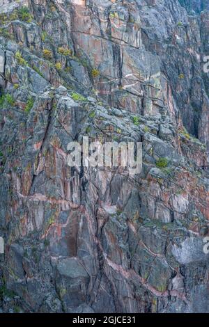 USA, Colorado, Black Canyon des Gunnison National Park, erodierte metamorphe Felswand mit leichteren, unrührlichen Bändern (Eindringlingen); Painted Wall View. Stockfoto