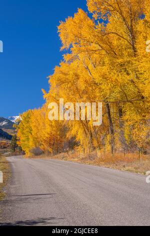 USA, Colorado, White River National Forest, Narrowleaf-Baumwollholz mit Herbstlaub entlang der Capitol Creek Road. Stockfoto