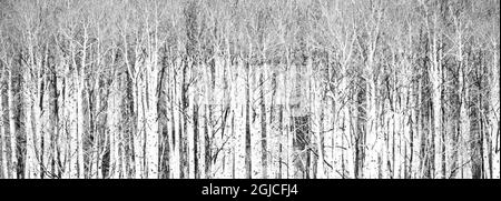 USA, Colorado, San Juan Aspen Stämme Panorama in schwarz und weiß. Stockfoto