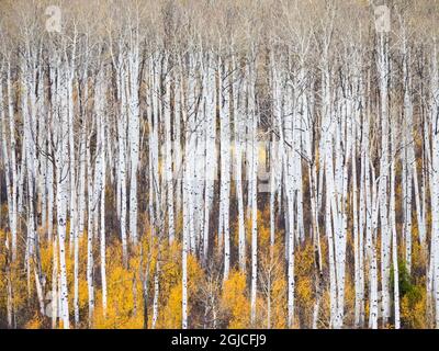 USA, Colorado, San Juan Aspen Stämme im Herbst. Stockfoto