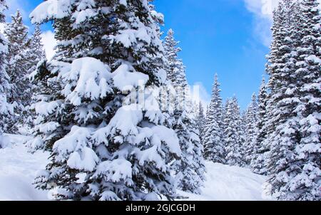 Rote Fichtenimmergrüne, die nach einem Sturm mit Neuschnee bedeckt waren. Stockfoto