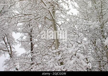 Aspen Bäume bedeckt mit Neuschnee in einem Colorado Winter. Stockfoto