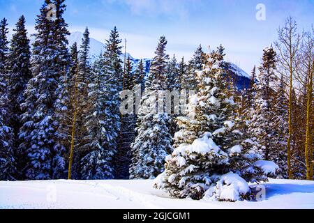Schneebedeckte rote Fichten finden sich im Snowmass Ski Resort in Colorado. Stockfoto
