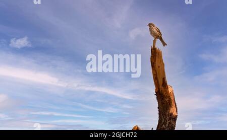 Roadside Hawk - Rupornis magnirostris relativ kleiner Greifvogel, der in Amerika mit Blau auf dem Scheiterhaufen sitzt Stockfoto