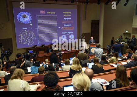 Professor Randall Johnson vom Nobel Committee überreicht die Nobelpreisträger des diesjährigen Nobelpreises für Medizin am 07. Oktober 2019 auf einer Pressekonferenz in Stockholm, Schweden. Der Nobelpreis für Medizin geht an Gregg L. Semenza, Sir Peter J. Ratcliffe und William G. Kaelin Jr. Foto: Pontus Lundahl / TT / Code 10050 Stockfoto