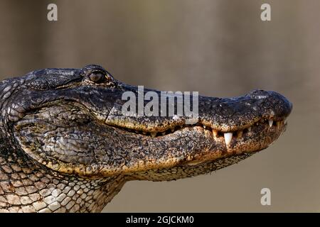 Amerikanischer Alligator aus Augenhöhe mit Wasser, Myakka River State Park, Florida Stockfoto