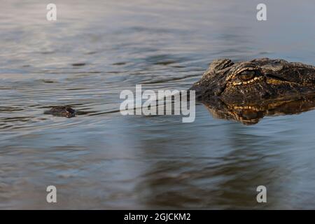 Amerikanischer Alligator aus Augenhöhe mit Wasser, Myakka River State Park, Florida Stockfoto