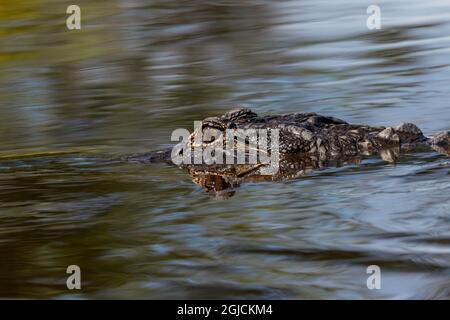 Amerikanischer Alligator aus Augenhöhe mit Wasser, Myakka River State Park, Florida Stockfoto