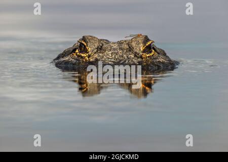 Amerikanischer Alligator mit Libelle auf dem Kopf, aus Augenhöhe mit Wasser, Myakka River State Park, Florida Stockfoto