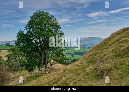 Baum an den unteren Hängen des Castle Mount, Cefnllys, in der Nähe von Llandrindod Wells, Powys, Wales Stockfoto