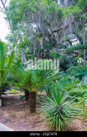 USA, Florida. Tropischer Garten mit Palmen und lebender Eiche, bedeckt mit spanischem Moos. Stockfoto