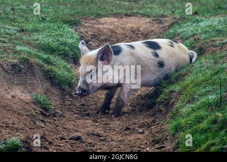 Schweine, die für die Pannage-Saison im Neuen Wald freigesetzt wurden, Verzehr von Eicheln, die für Ponys giftig sind Stockfoto