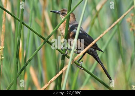 USA, Florida, Casasota, Celery Fields, Boat-Tailed Grackle Stockfoto