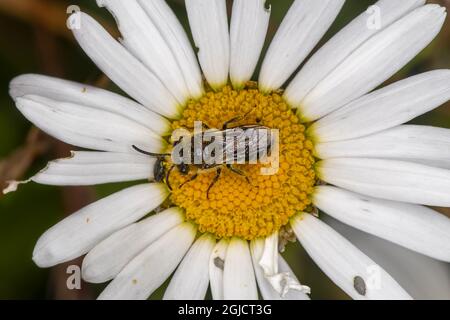 Biene (Colletes daviesanus) auf Ochsenauge-Gänseblümchen (Leucanthemum vulgare) Foto: Ola Jennersten / TT / kod 2754 Stockfoto
