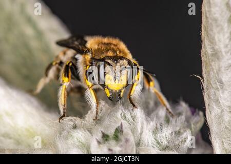 Storullbi, Europäische Wollcarderbiene (Anthidium manicatum) auf Lammohren sitzend, (Stachys byzantina) Foto: Ola Jennersten / TT / kod 2754 Stockfoto